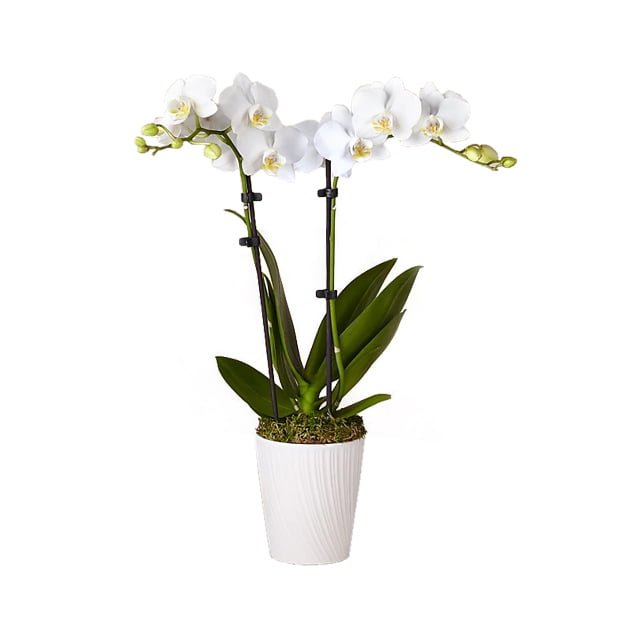 Flower Delivery to dubai and abu dhabi