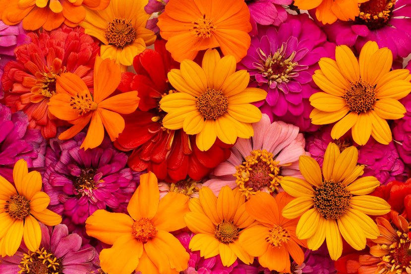 The-Importance-of-Gifting-Flowers-to-Your-Loved-Ones