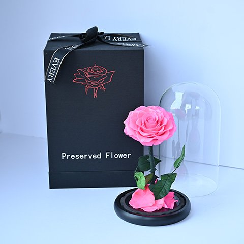Pink-Forever-Rose