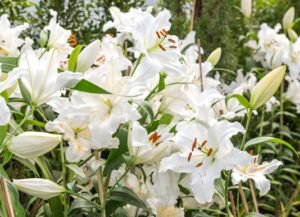 Lilies