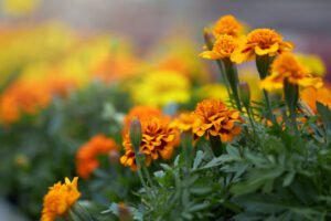 Marigolds