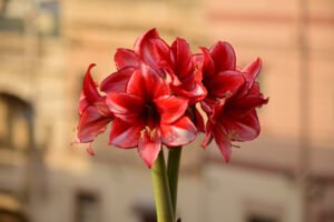 Amaryllis