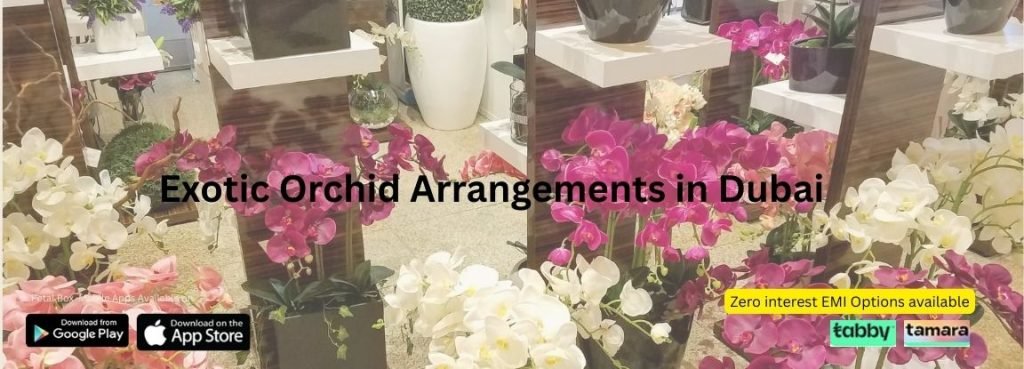 Exotic Orchid Arrangements in Dubai